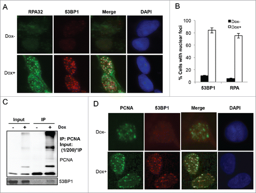 Figure 3. PCNA-Ub expression induces ssDNA and DSBs and recruits 53BP1. (A) PCNA-Ub induced 53BP1 and RPA32 nuclear foci and their colocalization. PCNA-Ub cells were treated with Dox for 2 d followed by ICC with anti-53BP1 (red) and anti-RPA32 (green) antibodies. (B) Percentage of cells with 53BP1 and RPA32 nuclear foci, with or without PCNA-Ub expression. Statistical analysis was based on at least 1000 cells for each treatment from different experiments. (C) Co-IP experiment showing the physical interaction between PCNA-Ub and 53BP1. PCNA-Ub-transfected T-Rex 293 cells were treated with Dox for 2 d and the lysates were immunoprecipitated using an anti-PCNA antibody immobilized to Protein G agarose. The immunoprecipitate was then examined by WB using either the anti-PCNA antibody (upper panel) or an anti-53BP1 antibody (lower panel). (D) PCNA-Ub colocalizes with 53BP1 in nuclear foci. PCNA-Ub cells with or without Dox treatment for 48 hours were subject to ICC with anti-53BP1 (green) and anti-PCNA (red) antibodies.