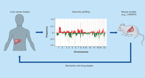 Figure 1.  An integrated approach to build mouse models based on genomic profiling of human liver cancer in order to speed up identification of biomarkers and drug targets. CRISPR: Clustered regularly interspaced short palindromic repeat.