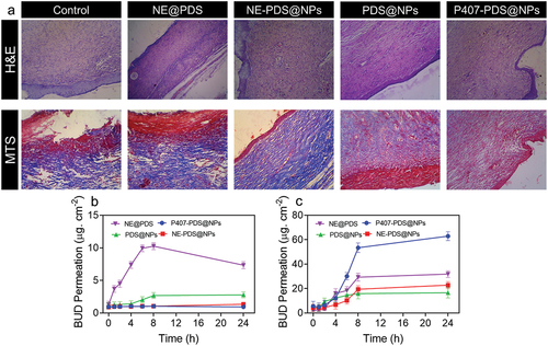 Figure 11. H&E staining and MTS staining of skin damaged sites after treatment with control, NE@PDS, P407-CTL@NPs, PDS@NPs, and NE-PDS@NPs. b-c) PDS permeations from the NPs and PLGA-NPs are incorporated into hydrogels. The permeation assay was achieved using the vertical diffusion cell b) Full-width ear skin and c) damaged ear skin.