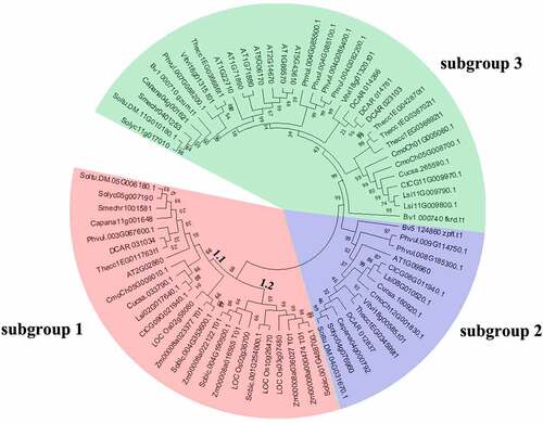 Figure 2. Phylogenetic relationships among SUT genes in 17 plant species. The species’ abbreviations were as follows: C. annuum (Ca), A. thaliana. (At), S. lycopersicum (Sl), O. sativa (Os), V. vinifera (Vv), S. melongena (Sm), S. bicolor (Sb), C. lanatus (Cl), C. moschata (Cm), B. vulgaris (Bv), C. sativus (Cs), P. vulgaris (Pv), T. cacao (Tc), Z. mays (Zm), S. tuberosum (St), D. carota (Dc) and L.siceraria (Ls). The phylogenetic tree was constructed using the neighbor-joining (NJ) method and with 1000 bootstrap replications. The numbers at the nodes represented bootstrap percentage values. 72 SUT proteins were divided into 3 subgroups. Three subgroups were marked with different background colors.