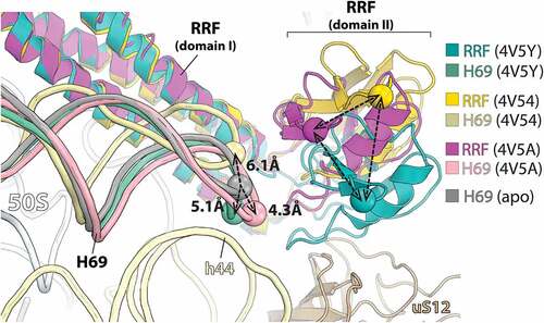 Figure 2. Domain II of RRF is flexibly disposed on the 70S ribosome. Crystal structures of RRF on the 70S ribosome aligned by 23S rRNA. In the absence of EF-G, domain II of RRF occupies different positions relative to the 23S rRNA helix H69 (PDBs: 4V5Y, E. coli 70S-paromomycin-RRF; 4V54, E. coli 70S-RRF; 4V5A, T. thermophilus 70S-RRF) [Citation32,Citation33].