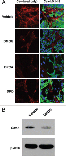 Figure 6 Pharmacological activation of HIF-1α downregulates Cav-1 levels. (A) Immunofluorescence. to pharmacologically activate HIF-1α, co-cultures of hTERT-fibroblasts and MCF7 cells were treated with PHD inhibitors, such as DMOG, 2,4 DPD and 1,4 DPCA. Cells were then fixed and immuno-stained with anti-Cav-1 (red) and anti-K8-18 (green) antibodies. Nuclei were stained with DAPI (blue). Cav-1 staining (red channel only) is shown on the left to better appreciate the decreased Cav-1 levels, after treatment with the PHD inhibitors. Importantly, images were acquired using identical exposure settings. Original magnification, 40x. (B) Western blot. Homotypic cultures of hTERT-fibroblasts were treated with the PHD inhibitor DMOG (500 µM) or vehicle control (DMSO) for 24 hours. Cell lysates were analyzed by western blot analysis using anti-Cav-1 antibodies. Note that Cav-1 levels are greatly decreased upon treatment with the HIF-1α inducer DMOG. β-actin was used as a control for equal protein loading.