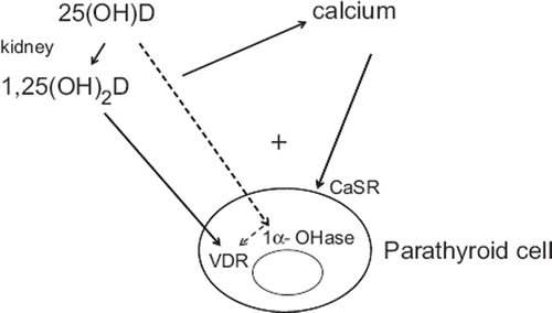 Figure 1. Negative feedback on parathyroid cell by 1,25(OH)2D, by 25(OH)D after conversion by the 1α-hydroxylase, and by calcium.