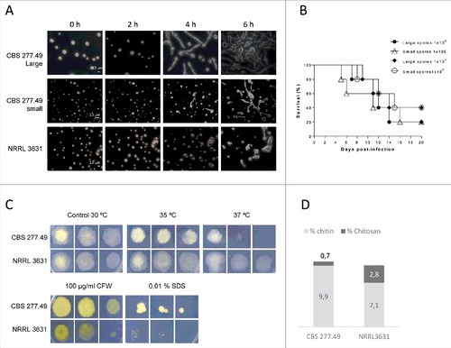 Figure 2. Fungal strains phenotypes. Small and large spores of CBS277.49 strain exhibit differences in (A) germination kinetics and (B) similar virulence capacity in murine model infection. (C) Fungal colonies from CBS277.49 and NRRL3631 M. circinelloides strains grown for 2–3 days at 30°C on SM plates containing sodium dodecyl sulphate (SDS) or calcofluor white (CFW) and 5 days at 35ºC and 37ºC, inoculating 103, 102 and 10 fresh spores. (D) Percentage of chitin and chitosan respect to initial mycelial dry weight.