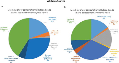 Figure 9. Validation of our computationally generated lists by comparison with a published sequence dataset of isolated endo-siRNAs A comparison of the list of sequences corresponding to the isolated endo-siRNAs reported by Ghildiyal et al. and our computationally derived list of endo-siRNAs was performed. The circular diagrams show the isolated and sequenced species and those that were also found in our computational lists. The percentages of the terms associated with the genes from which the endo-siRNAs are derived are presented. (A) The distribution of genes in the sequenced species list retrieved from Drosophila S2 cells that were found in our mRNA target/provider lists; (B) the distribution of genes related to the list of RNAs retrieved from Drosophila head tissue and found in our lists. The segments marked ‘not found’ were isolated and sequenced fragments that did not conform to the terms of our computationally established lists. ‘Only’ means that the isolated sequences were found in only one computational list; ‘common’ means that the relevant isolated sequences were found in at least two computational lists.