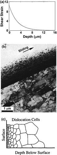 Figure 8. (a) Estimation of surface severe plastic deformation by sliding reported by Rigney et al. [Citation89]. (b) Gradient microstructure in copper processed by sliding [Citation89]. (c) Schematic illustration of gradient microstructure formation in aluminum by sliding [Citation90].