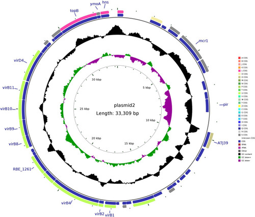 Figure 2 Structure of plasmid pMCR-1-N816 carrying mcr-1 from Klebsiella pneumoniae N816.