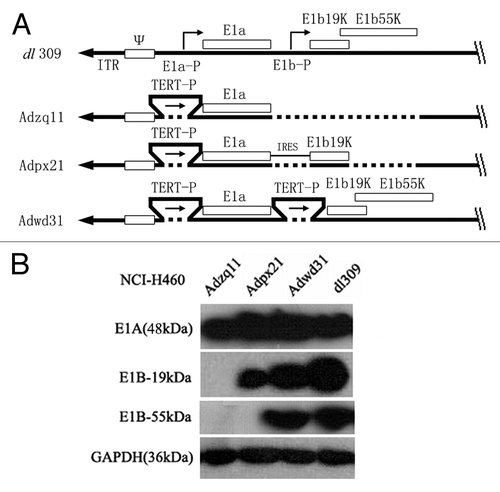 Figure 6. A schematic diagram of replication competent adenovirus constructed in this study. E1a-P, E1a promoter; TERT-P, the telomerase (TERT) promoter; E1a and E1b, early E1 genes of the adenovirus; IRES, internal ribosome entry site; E1b19k, gene expresses E1b-19 kDa protein; E1b55k, gene expressing E1b-55 kDa protein (A). Confirmation of E1A, E1B-19 kDa, and E1B-55 kDa protein expression by western blot. NCI-H460 cancer cells were infected with different adenoviruses at a 10 MOI (pfu/cell) for 48 h and then the cell lysates were analyzed by western blot. GAPDH (36 kDa) was used as control (B).