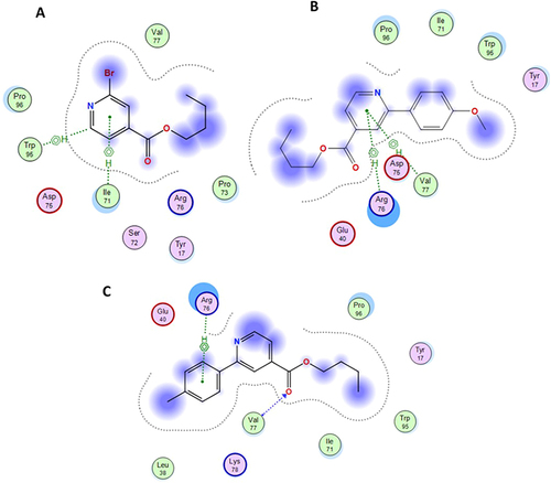 Figure 5 The best and stable conformations of the highly active synthesized molecules (5a and 5b) including parent molecule (3). (A) Molecule (3) forming 2 hydrophobic bonds with Ile71 and Trp95. (B) Molecule (5a) forming 2-hydrophobic bonds with Arg76 and Val77. (C) Molecule (5b) forming 1H bond and 1-hydrophobic bonds with Val77 and Arg76.