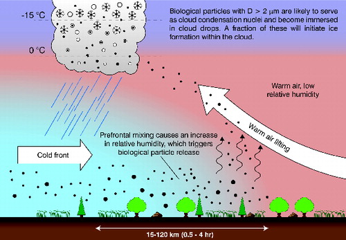 FIG. 1. Schematic of how an increase in relative humidity, due to a cold-frontal passage, can trigger biological ice nuclei release followed by seeding of the frontal cloud band with the lofted ice nuclei.
