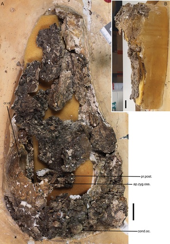 Figure A1. SAMA P 10838, Stirling (Citation1913) original skull of Genyornis newtoni as it is currently: A. lateral view of the skull; B. dorsal view of the skull, showing the block in which the skull has been set. Annotations: ap.zyg.oss., aponeurosis zygomatica ossificans; cond.oc, condylus occipitalis; cr.or., crista orbitalis; pr.post., processus postorbitalis. Image a credit: Mahala Fergusen. Scale bar: 2 cm.