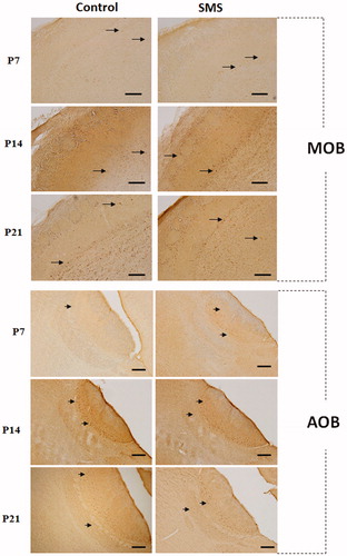 Figure 1. Fos immunoreactivity in the main olfactory bulb (MOB) and in the accessory olfactory bulb (AOB). Representative photomicrographs of parasagittal sections of the MOB and AOB of control rats (left column) and rats exposed to single maternal separation (SMS) (right column) of different ages showing the distribution of Fos positive cells (arrows) within the MOB and AOB. Increased Fos positivity in the MOB and AOB after SMS can be seen. Scale bar 200 µm.