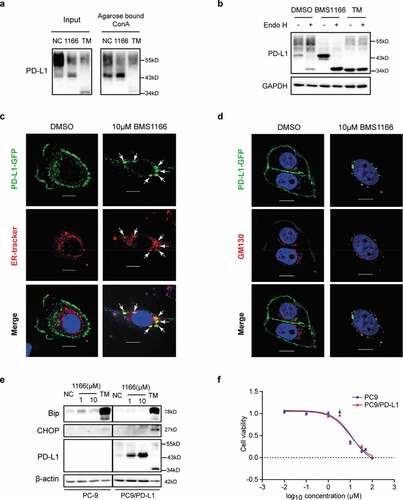 Figure 5. BMS1166 retained PD-L1 in ER and prevented its further glycosylation without inducing ER stress. (a) PC9/PD-L1 cells were treated with DMSO, 10 μM BMS1166 or 1 μg/ml TM for 17 hr, and the whole cell lysates were collected as “input”, and part of the lysates were incubated with agarose bound with Con A overnight as “Agarose bound Con A”. All the samples were processed to western blot analysis using antibodies as indicated. (b) PC9/PD-L1 cells were treated with DMSO, 10 μM BMS1166 or 1 μg/ml TM for 17 hr, and the whole cell lysates were collected and incubated with or without Endo H enzyme for 1 hr at 37°C. All the samples were processed to western blot analysis using antibodies as indicated. The anti-GAPDH antibody was used as a control for equal protein loading. (c) and (d) PC-9 cells were transfected with PD-L1-GFP plasmids for 24 hr and then treated with DMSO or 10 μM BMS1166 for 17 hr. Fixed samples were stained with ER-tracker red (1:1000) (c) or anti-GM130 (d) and 0.1 μg/ml DAPI, and then were visualized by confocal microscopy. White arrows point to co-localization of PD-L1-GFP and ER-tracker. Bar, 10 μm. (e) PC-9 or PC9/PD-L1 cells were incubated with DMSO (NC), BMS1166 or 1 μg/ml TM for 17 hr. Whole cell lysates were processed for western blotting analysis using antibodies as indicated. Anti-β-actin antibody was used as a control for equal protein loading. (f) PC-9 or PC9/PD-L1 cells were incubated with indicated concentrations of BMS1166 for 48 hr. Cell viability was assessed by MTT assay.