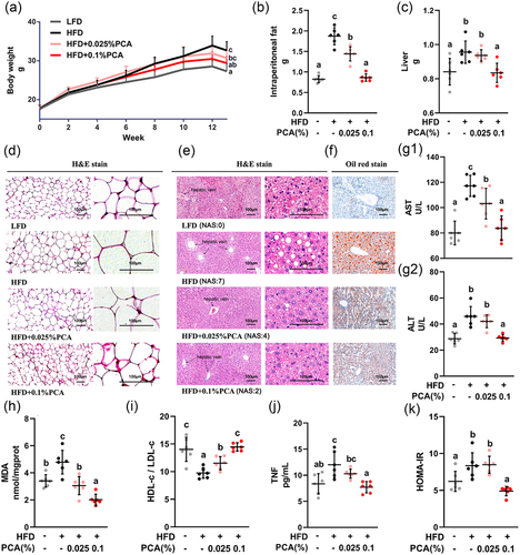 Figure 2. PCA showed a dose-dependent effect against MAFLD by attenuating insulin resistance in mice. (a) Growth curves of body weight. (b) Intraperitoneal fat weight. (c) Liver weight. (d) Representative sections of intraperitoneal fat by hematoxylin – eosin (H&E) staining with original magnification × 100 (left) and × 400 (right). (e) Representative liver sections by hematoxylin – eosin (H&E) staining with original magnification × 100 (left) and × 400 (right). (f) Representative liver sections by oil red staining (original magnification × 100). (G1) Serum level of AST. (G2) Serum level of ALT. (h) the content of MDA in liver. (i) the HDL-c/LDL-c ratio in serum. (j) Serum level of TNF. (K) HOMA-IR index based on serum levels of glucose and insulin. Data represent as mean ± SD (n = 6). Bars with different letters differ significantly (P < 0.05). Hepatic histopathological scores were evaluated based on NAFLD Activity Score (NAS). The score ranging from 0 to 8 is defined as the unweighted sum of the scores for steatosis (0–3), lobular inflammation (0–3) and ballooning (0–2). ALT, alanine aminotransferase; AST, aspartate aminotransferase; HDL-c, high density lipoprotein cholesterol; HFD, high-fat diet; HOMA-IR, homeostasis model assessment-estimated insulin resistance; LDL-c, low density lipoprotein cholesterol; LFD, low-fat diet; MDA, malondialdehyde; PCA, protocatechuic acid; TNF, tumor necrosis factor.