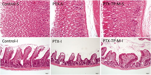 Figure 6. Gastrointestinal safety assay observed by H&E staining. (S) Stomach and (I) Intestine.