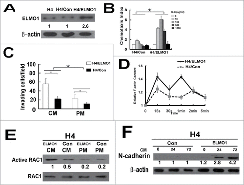 Figure 5. Overexpression of ELMO1 in H4 cell enhanced cell invasion and mesenchymal properties. (A) Overexpression of ELMO1 protein in H4 cells was detected by Western blot. β-actin was used as a loading control. (B) Comparison of chemotactic responses with IL-8 (0, 10, 100, 500, 1000 ng/ml) stimulation in control cells(H4/Con) and ELMO1 overexpression cells (H4/ELMO1). Columns, mean of triplicate measurements; Bars, standard deviation. *P < 0.05 (2-way ANOVA). (C) Comparison of invasive ability of H4/Con and H4/ELMO1 cells in culture medium of CM or PM. Columns, mean of triplicate measurements; Bars, standard deviation. *P < 0.05 (2-way ANOVA). (D) Time course of relative F-actin content in H4/Con and H4/ELMO1 cells following 10 ng/ml of IL-8 stimulation. Data from 3 independent experiments (n = 3). (E) Expression of active RAC1 protein in H4/Con and H4/ELMO1 cells with culture medium of CM or PM was detected by Western blot. RAC1 was used as a loading control. Each result is representative from at least 3 independent experiments. Quantification of relative protein levels is shown below the blots. (F) Expression of N-cadherin in H4/Con and H4/ELMO1 cells cultured in CM at different time points was detected by Western blot. β-actin was used as a loading control. Quantification of relative protein levels is shown below the blots. Each result is representative from at least 3 independent experiments.