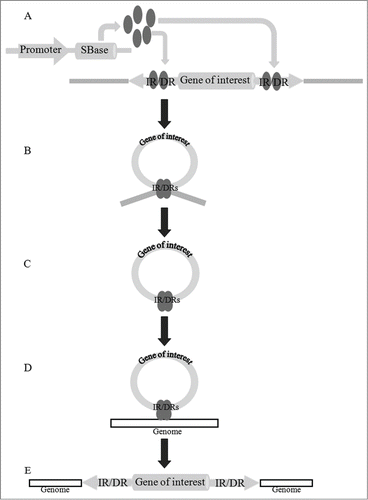 Figure 2. The “cut-and-paste” process of integrating gene(s) of interest into host genome. (A) SBase, whose expression driven by the promoter, recognizes the IR/DR sequence of the transposon and binds to these sites. (B) The synaptic complex formatted. (C) SBase tetramers cut the donor sequence between IR/DR sites. (D) SBase tetramers recognize target sites in the genome and bind to it. (E) The gene(s) of interest between IR/DR sites reintegrate into the genome.