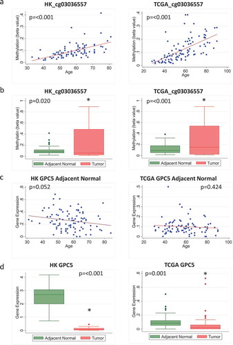 Figure 5. Methylation and expression of GPC5 in tumour and adjacent normal tissue of breast cancer patients in Hong Kong (HK) and The Cancer Genome Atlas (TCGA) datasets. (a) Scatterplot of increasing methylation with increasing age for the probe cg03036557 corresponding to the gene GPC5 in adjacent normal tissue in HK (n = 84) (left) and TCGA (n = 97) (right). (b) Overall methylation levels in adjacent normal and tumour tissue for the GPC5 probe cg03036557 in HK (left) and TCGA (right). (c) Scatterplot of GPC5 expression as age increases in HK (n = 92) (left) and TCGA (n = 83) (right). (d) Overall GPC5 expression levels in adjacent normal and tumour tissue in HK (n = 72) (left) and TCGA (n = 83) (right)