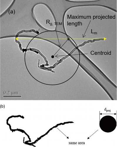 Figure 1. TEM image analysis for projected surface area, maximum projected length, and radius of gyration for MWCNT particle using ImageJ software (Rasband Citation2014). (a) Original TEM image, (b) black and white binary image to obtain projected area of the particle, and its corresponding projected area diameter.