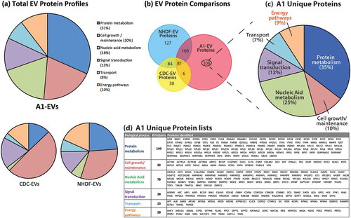 Figure 7. EV protein profiles as determined by mass spectrometry. (a) Proteomic profiles of A1-, CDC-, NHDF-EV protein contents identified by mass spectrometry and analysed for biological process classification using Functional Enrichment Analysis Tool (FUNRICH) software. The biological process class relative abundances for each EV source are displayed in pie graph forms. (b) Venn diagram displaying the proportion of proteins shared and unique to each EV type. Two hundred ninety-seven proteins were identified as being unique to A1-EVs. (c) These unique A1 EV proteins were further classified based on their biological function with the percentage of each functional group displayed and a complete list of these proteins are listed in the table shown in (d).