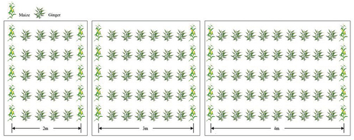 Figure 2. Field layout of different row spacing intercropping patterns.