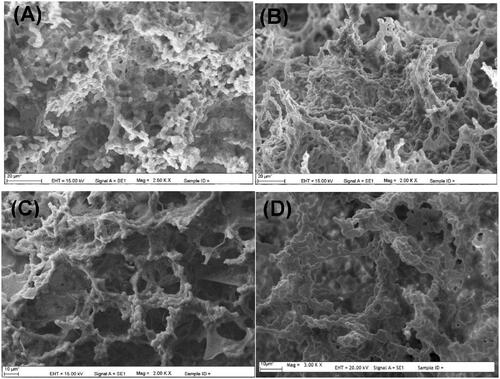 Figure 4. The SEM photograph of MMC-ICMs synthesized with different monomer ratios at −14 °C: (A) 1:16, (B) 1:10, (C) 1:8 and (D) 1:4 nHEMA/nMBAAm.