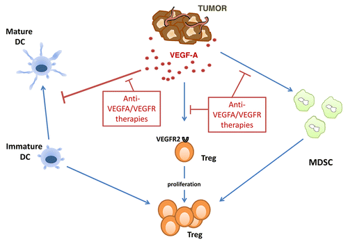 Figure 1. Impact of VEGFA/VEGFR-targeted therapeutics on tumor-induced immunosuppression. Tumor-derived vascular endothelial growth factor A (VEGFA) can block the maturation of dendritic cells (DCs) and induce the expansion of myeloid-derived suppressor cells. Immature DCs as well as MDSCs favor the generation of regulatory T cells (Tregs). VEGFA can also induce the proliferation of VEGF receptor 2 (VEGFR2)+ Tregs. VEGFA/VEGFR-targeted therapies can exert antineoplastic effects by interfering with all these mechanisms.