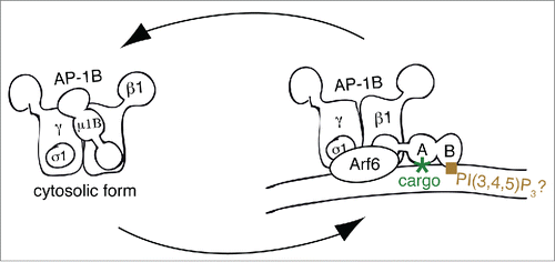 Figure 2. Model for Membrane recruitment of AP-1B. This figure represents a schematic drawing of the putative membrane recruitment of AP-1B indicating the rotation of the µ1B subunit upon membrane recruitment. Note that the C-terminus of µ subunits is organized in subdomains A and B as illustrated in the membrane-bound form. Whereas subdomain A binds to YxxØ sorting signals and thus cargo proteins, subdomain B probably binds to PtdIns(3,4,5)P3. Finally, Arf6 most likely binds to both γ and β1 adaptin. Abbreviations PI(3,4,5)P3, PtdIns(3,4,5)P3