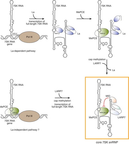 Figure 2. Maturation of the 7SK snRNP. The upper panels depict the maturation events according to the current model. The 7SK RNA is immediately bound by La (blue) upon transcription by Pol III. While the La module of La binds the 3ʹ end of the 7SK RNA, other regions of La might contact the 5ʹ end of bound substrates as well [Citation147,Citation148]. Binding of MePCE (green) to the 7SK RNA and the following methylation of the cap were proposed to allow replacement of La with LARP7 [Citation49]. The resulting core 7SK snRNP is composed of the 7SK RNA, MePCE and LARP7 and is boxed in yellow. The C-terminus of LARP7 was shown to inhibit the catalytic activity of MePCE (represented by the red dashed line) and was thus named MePCE inactivating domain (MID). As an alternative to this La-dependent 7SK snRNP maturation pathway, chromatin bound MePCE might directly sequester and methylate the 5ʹ end of nascent 7SK RNA transcripts precluding the access by La and recruiting LARP7 (La-independent pathway, lower left panel)