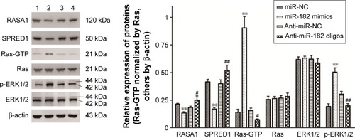 Figure 7 miR182 promotes the activation of the Ras–MEK–ERK signaling pathway by suppressing the expression of RASA1 and SPRED1.