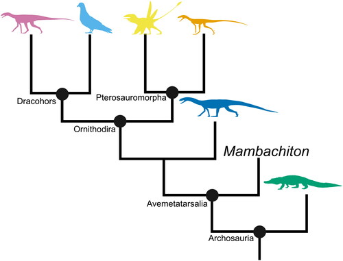 Figure 5. A phylogenetic tree of Avemetatarsalia with Pseudosuchia as an outgroup. Based on the topology from Nesbitt et al. (Citation2023). Silhouettes sourced from phylopic.org: Asilisaurus kongwe by Scott Hartman attribution 3.0 unported edited (pink), Columba by Ferran Sayol CC0 1.0 (blue), Peteinosaurus zambellii by Tasman Dixon CC0 1.0 (yellow), Ixalerpeton polesinensis by Scott Hartman attribution 3.0 unported edited (orange), Teleocrater rhadinos by Scott Hartman attribution 3.0 unported edited (blue), and Alligator missisipensis by Ferran Sayol CC0 1.0 (green).