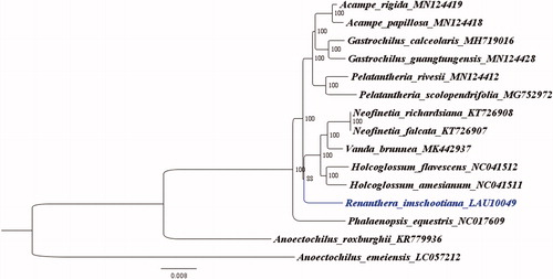 Figure 1. ML phylogenetic tree of R. imschootiana based on the chloroplast genomes of 14 Orchidaceae species (two Anoectochilus, one Phalaenopsis, two Pelatantheria, two Acampe, two Gastrochilus, one Vanda, two Neofinetia, and two Holcoglossum species).