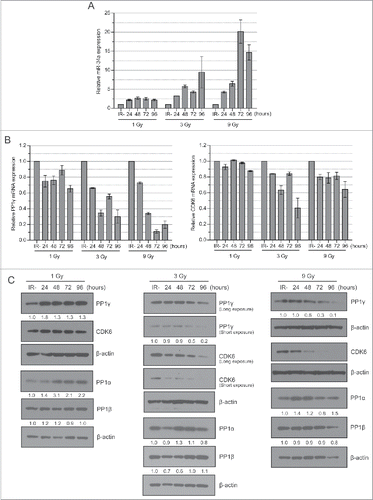 Figure 2. Dose-dependent miR-34a induction after IR is accompanied by down-regulation of PP1γ mRNA and protein. (A) Cal51 cells were irradiated with 1, 3 and 9 Gy and were harvested every 24 h up to 96 h. The 0 h sample not exposed to IR was deemed as a negative control. miR-34a expression was studied by qRT-PCR (n = 3; ±SEM). (B) PP1γ and CDK6 mRNA expression was studied by qRT-PCR (n = 3; ±SEM). (C) Western blot analysis. Numbers shown below PP1γ, PP1α and PP1β blots are densitometry values representing relative protein expression.