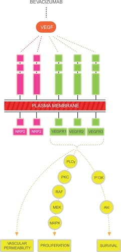 Figure 1 The major mediator of tumor angiogenesis is the vascular endothelial growth factor (VEGF) family of growth factors. The VEGF family binds to the VEGF receptors (VEGFR)-R1, VEGFR-2, VEGFR-3 tyrosine kinase as shown in figure. Neuropilin (NRP 1 and 2) are co-receptors for the VEGFRs and lack tyrosine kinase activity. The binding of VEGF to the VEGF receptors results in activation of the intracellular pathways. Activation of the PLC-PKC-raf kinase-MEK-mitogen activated protein kinase pathway results in increased cell proliferation. Activation of the phosphatidylinositol 3′-kinase (P13K), akt pathway leads to increased cell survival.