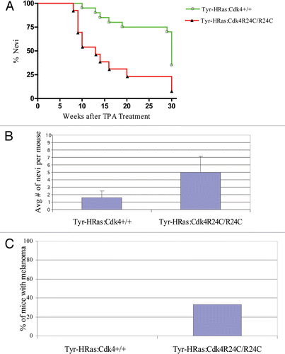 Figure 5 Incidence of nevi and melanoma in DMBA/TPA treated Tyr-HRas:Cdk4 mice. Incidence of nevi formation after DMBA/TPA treatment in Tyr-HRas:Cdk4+/+ and Tyr-HRas:Cdk4R24C/R24C mice is represented over number of weeks after TPA treatment (A). Average number of nevi per mouse in DMBA/TPA treated Tyr-HRas:Cdk4+/+ and Tyr-HRas:Cdk4R24C/R24C mice (B). Percentage of DMBA/TPA treated Tyr-HRas:Cdk4+/+ and Tyr-HRas:Cdk4R24C/R24C mice that developed melanoma (C). Tyr-HRas:Cdk4+/+ (n = 20) and Tyr-HRas:Cdk4R24C/R24C (n = 15).