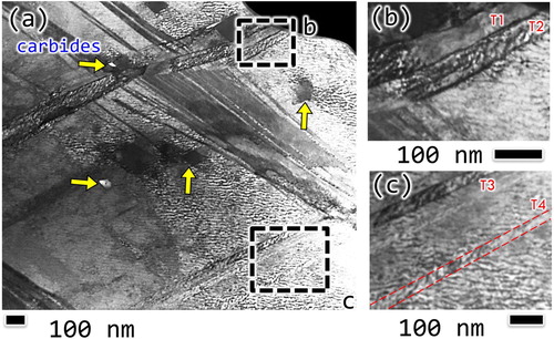 Figure 5. Bright field STEM micrographs revealing the details of twin bands. Lamella was lift out from a 900-None specimen. Imaging condition: 30 kV and 120 pA.