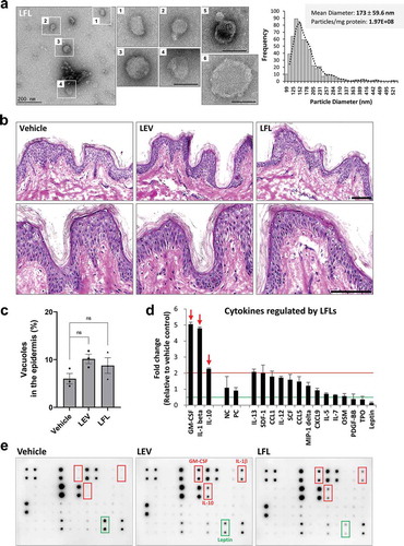 Figure 7. Bacterial fractions prepared under high pressure contain LEV-like nanovesicles and show similar effects as LEVs in human skin organ cultures. (a) Bio-TEM image of LFLs (left) and TRPS analysis for mean diameter and particle number of LFLs (right). The outlined LFL images (1–4) are enlarged and additional large vesicles (5, 6) are shown. Scale bars, 200 nm. (b) Images of H&E staining of human skin cultures after LFL treatment. The cultured tissues were treated with vehicle, LEVs, or LFLs (each 50 μg/ml) twice over a 6-day culture period as indicated in Figure 2a. (c) Abnormality of the epidermis was quantified by measuring the ratio of the number of vacuoles (empty space due to cytoplasmic loss) to the total number of cells in the epidermis. Data are expressed as the mean ratio ± SEM of three different images and statistical significance was analysed by one-way ANOVA. Ns, non-significant. (d, e) Cytokine array analysis of culture supernatants and representative blot image. Markedly increased cytokines by LFL treatment are indicated by red-coloured arrows and boxes. Cytokines that were increased by more than 2-fold in LFL-treated compared to vehicle-treated groups or decreased by 0.5-fold or less in LEV-treated but increased in LFL-treated compared to vehicle-treated groups were shown left or right, respectively, on the basis of NC/PC in the graph (red line for 2-fold increase; green line for 2-fold decrease). The average fold change in LFL-treated groups relative to vehicle control was determined by densitometry using ImageJ. NC/PC, negative control/positive control of the spots in cytokine array.