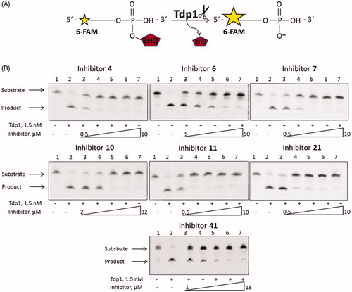 Figure 3. (A) TDP1 reaction scheme with single-stranded biosensor. (B) Gel pictures of the TDP1 reaction products. The arrows indicate the positions of the initial substrate and the reaction product. Concentration of TDP1 was 1.5 nM, concentration of single-stranded substrate was 50 nM, and reaction time was 20 min.