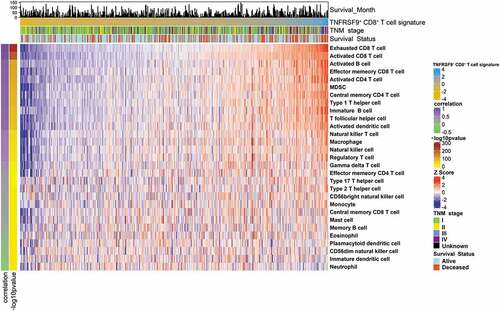 Figure 4. TNFRSF9+ CD8+ T cells associated with a complicated immune contexture