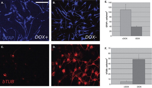 Figure 3.  Culture of NCSCs 1 week after removal of mitogens. Doxycycline (DOX)-treated (A, C) or untreated (B, D) cultures display a striking difference in neuronal/glial relationship. In DOX-treated cultures there is an abundance of GFAP+ cells, and only few bTUB+ cells, whereas in untreated cultures GFAP+ and bTUB+ cells are both abundant. This situation is verified by the quantitative analysis of the number of GFAP+ and bTUB+ cells in DOX-treated and untreated cultures (E, F). Scale bar = 50 μm (A–D).