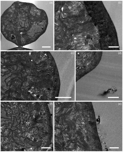 Figure 4. Micrographs of Trebouxia gelatinosa observed by TEM. Samples resuspended for 30 min in distilled H2O (a,b) and 50 μg mL−1 FLG (c,d) or GO (e,f). Bar = 1000 nm in (a,c–f); 500 nm in (b,f).