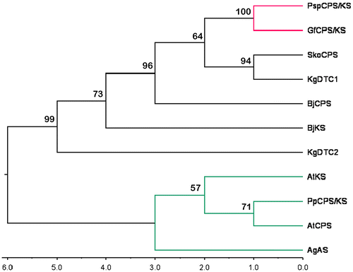 Figure 1. Maximum parsimony tree of the selected terpene synthase proteins from plants, fungi and bacteria. The tree was built with PpCPS/KS (ent-kaurene synthase from Physcomitrella patens); AtCPS (Arabidopsis thaliana ent-copalyl diphosphate synthase), AtKS (Arabidopsis thaliana ent-kaurene synthase); AgAS (Abies grandis abietadiene synthase); GfCPS/KS (Gibberella fujikuroi ent-kaurene synthase); PspCPS/KS (Phaeosphaeria sp. L487 ent-kaurene synthase); BjCPS (Bradyrhizobium diazoefficiens USDA 110 ent-CPP speciﬁc CPS); BjKS (Bradyrhizobium diazoefficiens USDA 110 Kaurene synthase); SkoCPS (Streptomyces sp. KO-3988 ent-copalyl diphosphate synthase); KgDTC1 (Kitasatospora griseola Terpentedienyl-diphosphate synthase) and KgDTC2 (Kitasatospora griseola Terpentetriene synthase). Bootstrap values are given at the branch points of the tree.