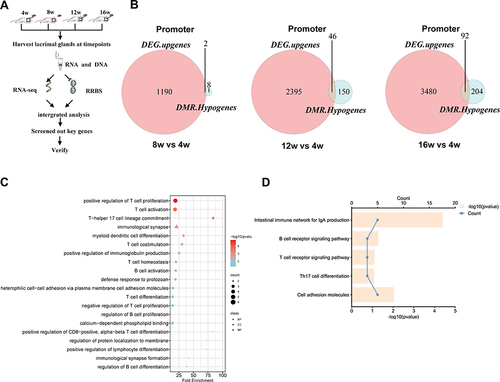 Figure 5 Correlation analysis between DMRs and genome-wide gene expression. (A) Study design diagram for integrated analysis of methylome and transcriptome. (B) VENN analysis of upregulated DEGs with hypomethylated DMRs. (C and D) GO and KEGG analysis of genes upregulated by promoter hypomethylation in different NOD groups.