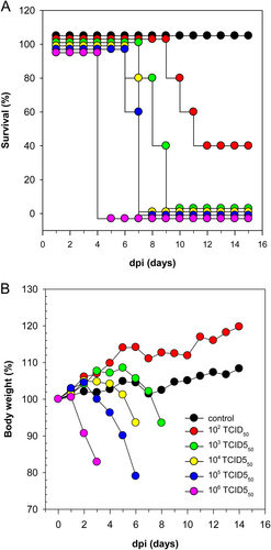 Fig. 3 Mean lethal dose 50 (MLD50) titration and clinical course  of DE16-H5N8B in mice.A Survival percentage and B change in body weight of 4-week old BALB/c mice infected intranasally with five different infectious doses: 102 to 106 TCID50 given in relation to the day post inoculation (dpi). Values generated from control animals are depicted in black, dosage group 102 TCID50 in red, 103 TCID50 in green, 104 TCID50 in yellow, 105 TCID50 in blue, 106 TCID50 in purple