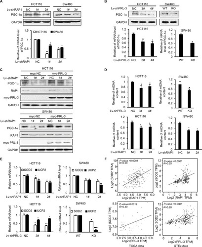 Figure 4 Knockdown of PRL-3 decreases the expression of PGC-1α targeted SOD2 and UCP2.Notes: (A) Western blot (up) and RT-PCR (bottom) results showed that knockdown of RAP1 decreased the expression of PGC-1α. (B) Western blot (up) and RT-PCR (bottom) results showed that knockdown of PRL-3 decreased the expression of PGC-1α. (C) Knockdown of RAP1 in PRL-3 overexpressing cells suppressed the upregulation of PGC-1α. PRL-3 was overexpressed through transfection of pcDNA3-PRL-3-myc, and pcDNA3-vector-myc as control. Then RAP1 was knockdown through shRNA lentivirus infection. (D) Measurement of relative mtDNA by RT-PCR after knockdown of either PRL-3 or RAP1. (E) Knockdown of either RAP1 (up) or PRL-3 (bottom) decreased the mRNA level of SOD2 and UCP2. (F) Gene expression correlation analysis between PRL-3 and SOD2, RAP1 and SOD2 in TCGA data (PRL-3-SOD2: P=0.0012, R=0.49; RAP1-SOD2: P<0.0001, R=0.29) and GTEx data (PRL-3-SOD2: P<0.0001, R=0.28; RAP1-SOD2: P<0.0001, R=0.25). Mean ± SD of three independent experiments. *P<0.05, **P<0.01, and ***P<0.001.Abbreviations: RAP1, repressor activator protein 1; RT-PCR, real-time PCR; SOD2, superoxide dismutase 2; UCP2, uncoupling protein 2.