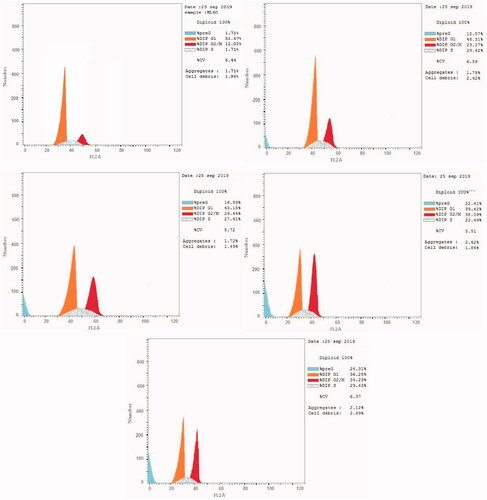 Figure 5. Cell cycle analysis of HL60 cells treated with DMSO (upper left panel) and compounds 6 (upper right panel), 9 (middle left panel), 16 (middle right panel), and 20 (lower panel).