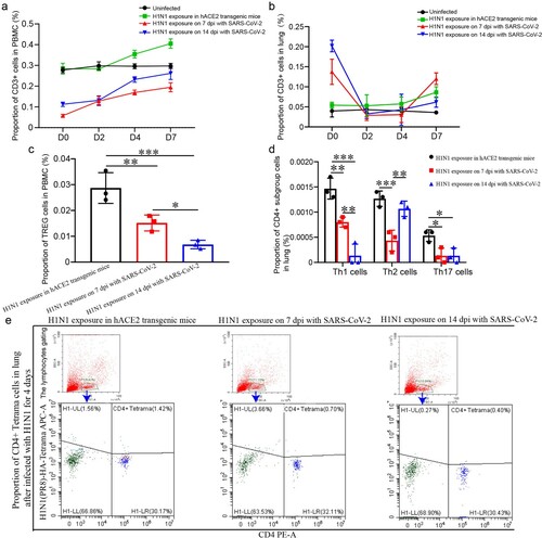 Figure 6. The levels of T cell responses were lower in PBMC and lung upon H1N1 infection during the convalescent stage of SARS-CoV-2 infection (a, b) CD3 cells in PBMC (a) and lung (b) in the mice upon H1N1 exposure on 7 and 14 dpi of SARS-CoV-2 infection and in the mice without SARS-CoV-2 infection were detected during H1N1 infection. The data were shown by percentages. (c) The level of TREG cells in PBMC on 4 dpi after H1N1 infection in the mice upon H1N1 exposure on 7 and 14 dpi of SARS-CoV-2 infection and in the mice without SARS-CoV-2 infection were showed. The data were shown by percentages. (d) The levels of Th17 cells, Th1 cells and Th2 cells in the lung on 4 dpi in the mice upon H1N1 exposure on 7 and 14 dpi of SARS-CoV-2 infection and in the mice without SARS-CoV-2 infection were showed. The data were shown by percentages. (e) CD4+ H1N1-HA-tetramer cells in lung of the mice upon H1N1 exposure on 7 and 14 dpi of SARS-CoV-2 infection and in the mice without SARS-CoV-2 infection were showed. n = 3 in every point and the data were analysed using GraphPad Prism 8, and the P-values were calculated by one-way ANOVA using SPSS PASW statistical software version 18.0. *0.01 < P ≤ 0.05, **0.001 < P ≤ 0.01, and ***P ≤ 0.001.