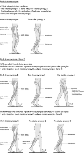 Figure 2. Post-stroke combinations of pre-stroke muscle synergies. New post-stroke synergies are illustrated indicating reduced selective recruitment, likely responsible for typical post-stroke gait patterns.