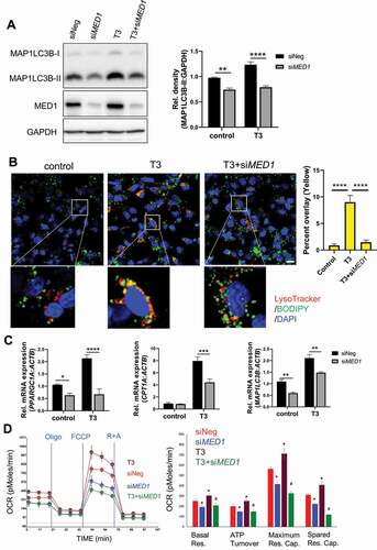 Figure 3. siRNA KD of MED1 decreased T3-induced lipophagy and mitochondrial activity in HepG2-TRβ cells. Forty-eight h after KD of MED1, the cells were treated with or without 100 nM T3 for another 24 h. (A) Immunoblot and densitometric analysis of MAP1LC3B-II showing that KD of MED1 decreased T3-induced autophagy. Data are represented as mean ± SEM (n = 3). (B) KD of MED1 decreased T3-induced lipophagy. Cells were stained with LysoTracker (200 nM, red) and BODIPY 493/503 (1 µg/mL, green). Colocalization of LysoTracker (lysosome) and BODIPY (lipid droplets) is shown as yellow spots. Scale bar: 20 µm. Percent colocalization of each cell was quantified. Data are represented as mean ± SEM (n = 25). (C) KD of MED1 decreased T3-induced transcription of PPARGC1A, CPT1A and MAP1LC3B. Data are represented as mean ± SEM (n = 3). (D) Seahorse XF Mito Stress Test showed that KD of MED1 decreased T3-induced mitochondrial activity. KD of MED1 decreased basal respiration (Basal Res.), ATP turnover, maximum respiratory capacity (Maximum Res. Cap.), and spared respiratory capacity (Spared Res. Cap). Data are represented as mean ± SEM (n = 6)