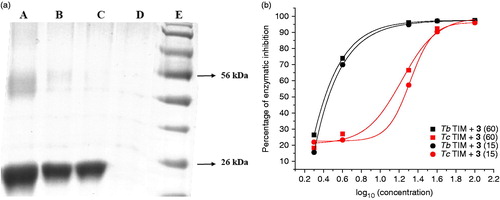 Figure 4. (a) Electrophoresis analysis (14 % SDS-PAGE) of formaldehyde-crosslinking of TcTIM in the presence of compound 1 (see “Methods” section for experimental conditions). Lane A: TcTIM 5 µg/20 µL; Lane B: TcTIM 5 µg/20 µL incubated with 3.5 µM of compound 1; Lane C: TcTIM 5 µg/20 µL incubated with 35.0 µM of compound 1; Lane D: compound 1 at 35.0 µM; Lane E: page ruler prestained protein ladder, Fermentas® SM0671. (b) Effect of compound 3 on the formation of active TcTIM and TbTIM from GdnHCl unfolded monomers. The experiment was performed as described in the “Methods” section. Activity was measured 15 (•) and 60 (▪) min after the denaturing mixture was diluted 100 - fold.